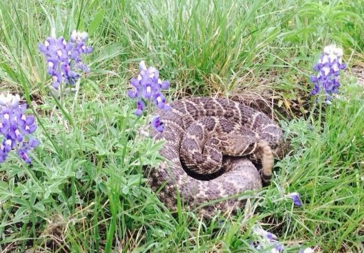 A coiled rattlesnake with brown, patterned scales rests in green grass among purple bluebonnet flowers.