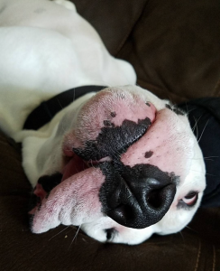 Silly Big Al, hanging out upside down