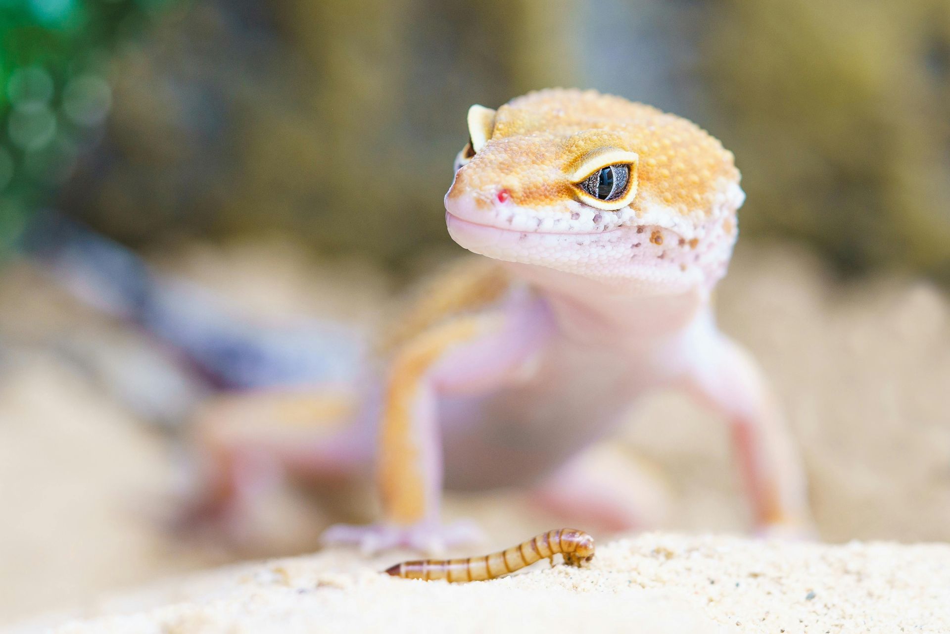A close up of a lizard and a caterpillar on a rock.