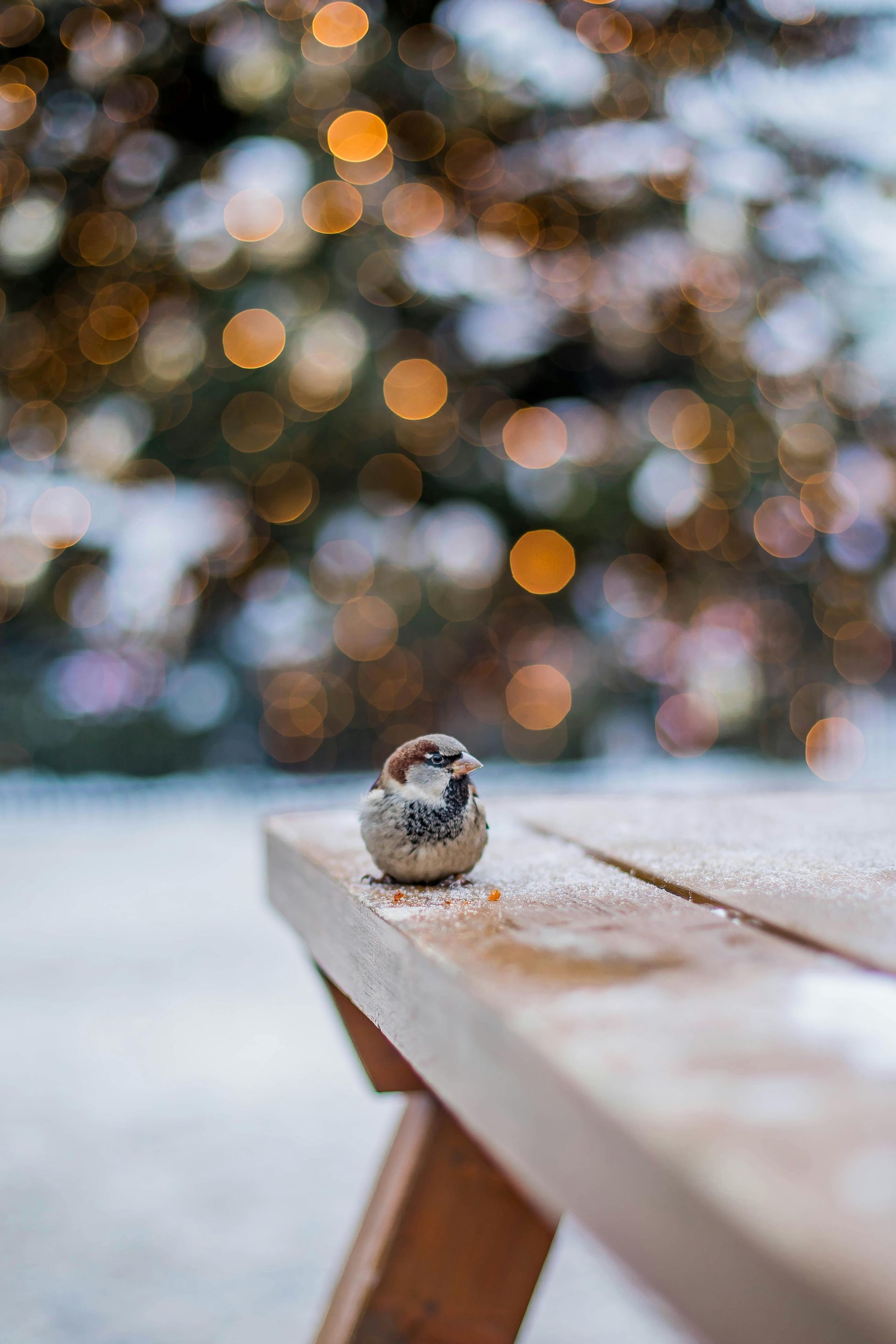 A small sparrow stands on a wooden table covered in light snow, set against a blurred, golden bokeh holiday background.