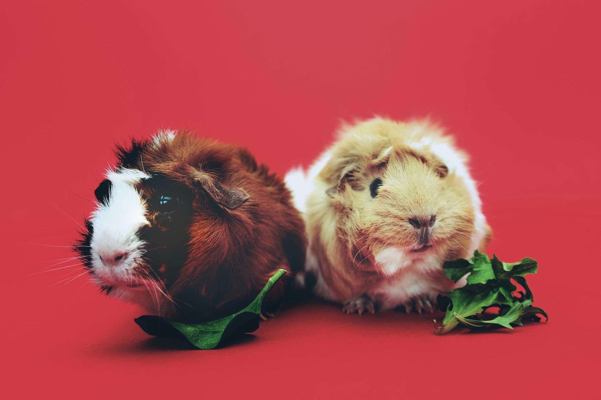 Two guinea pigs are eating leaves on a red background.