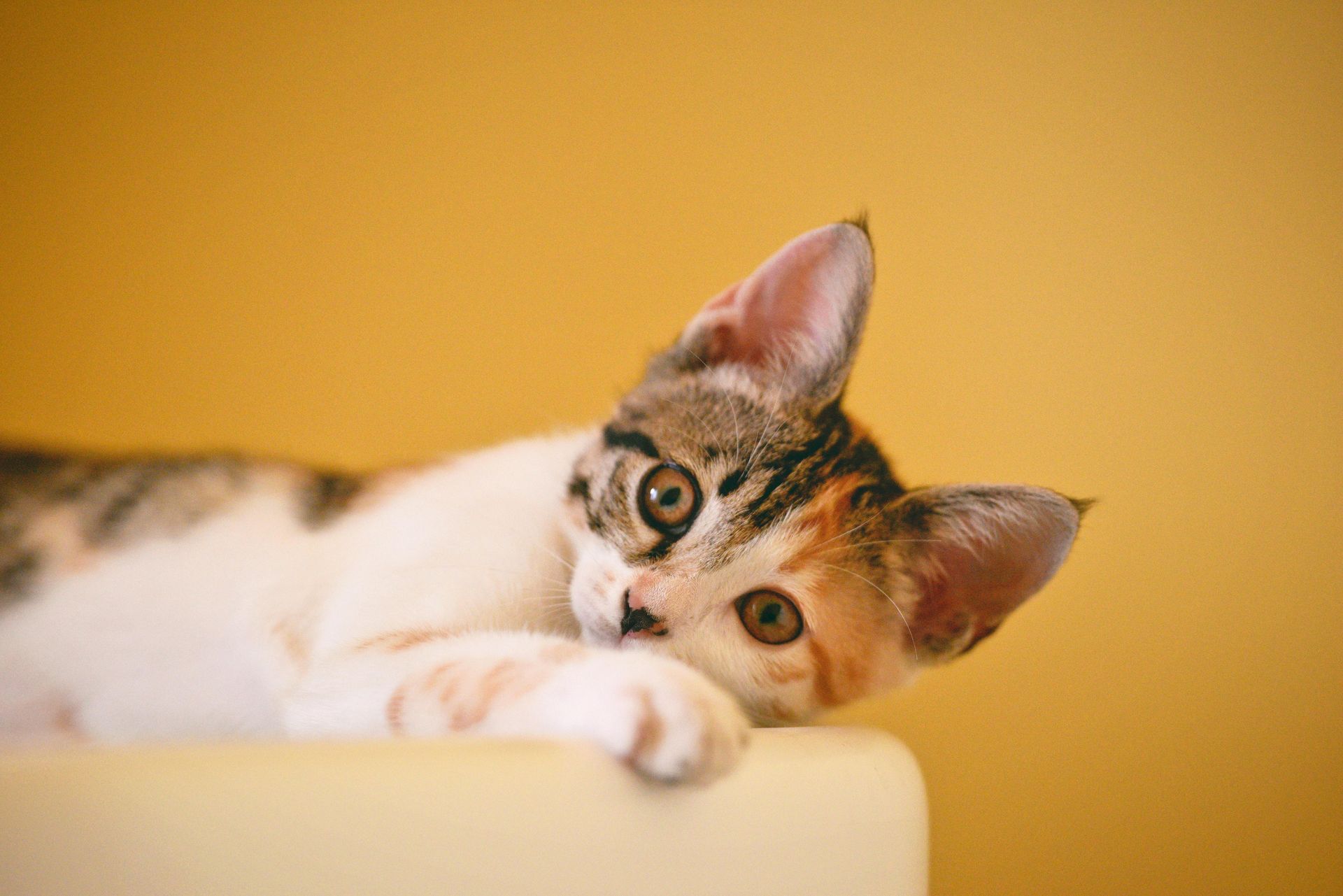 A calico kitten with tabby markings rests its head on a white surface against a solid gold background.
