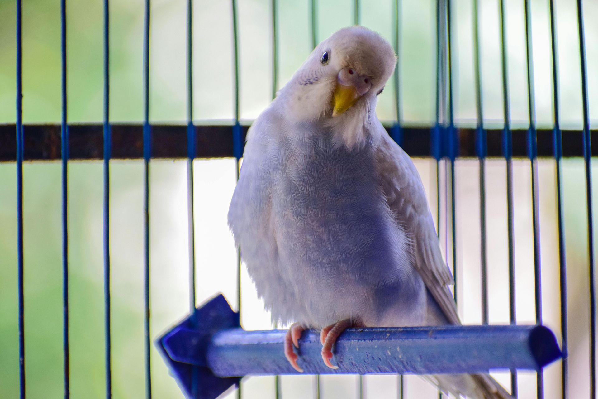 A white parakeet is sitting on a blue perch in a cage.