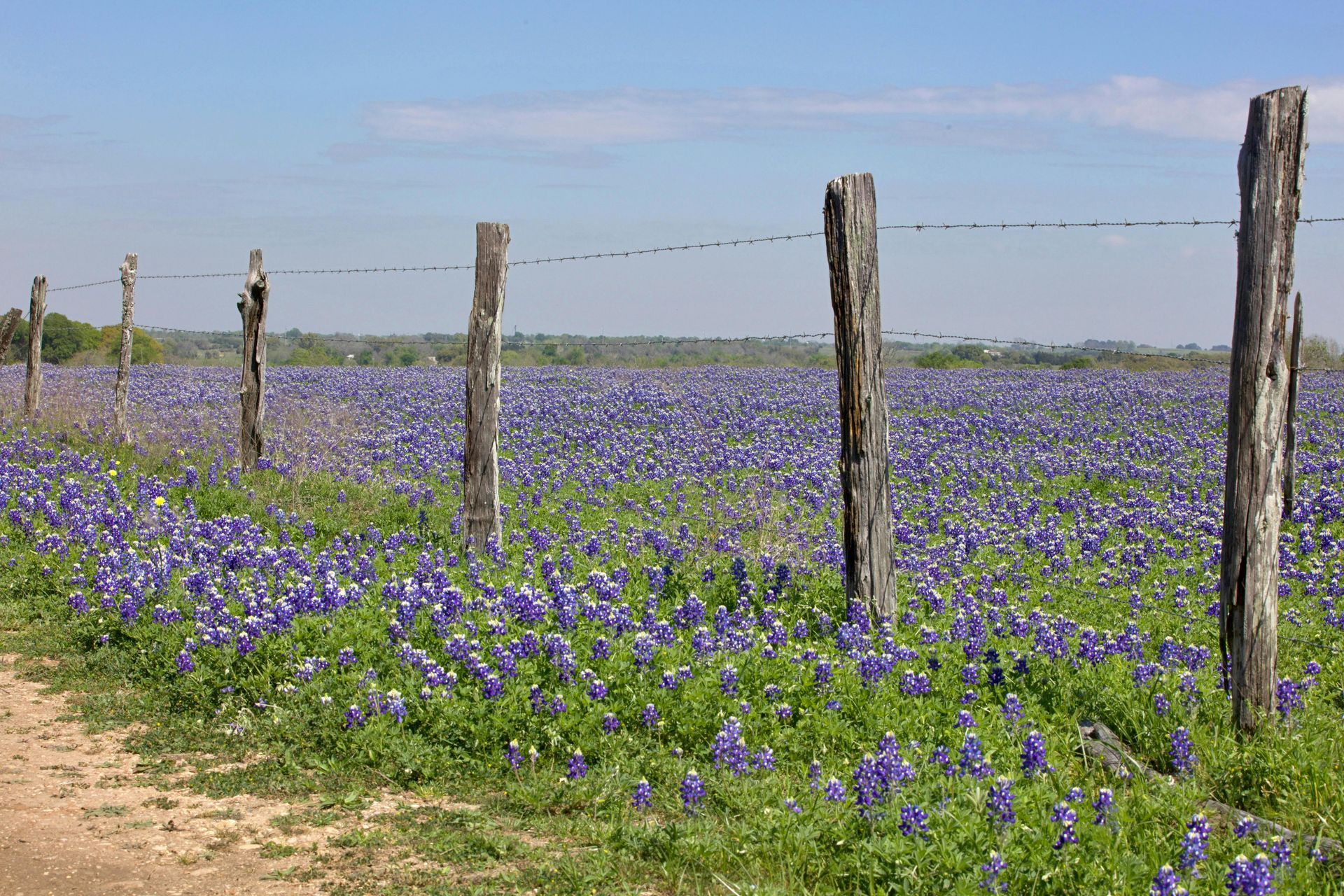 A wire fence with weathered wooden posts lines a vast field filled with vibrant bluebonnet flowers under a clear blue sky.