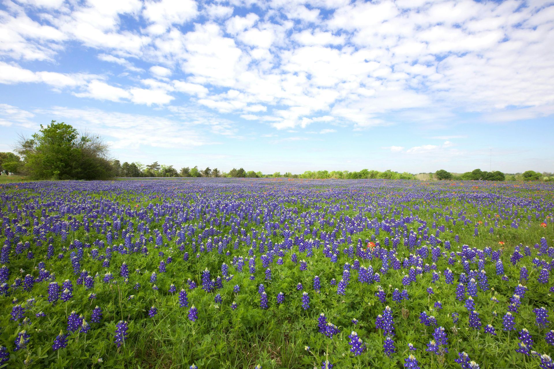 A vast field of bluebonnets under a bright, partly cloudy blue sky, with a few trees on the horizon.