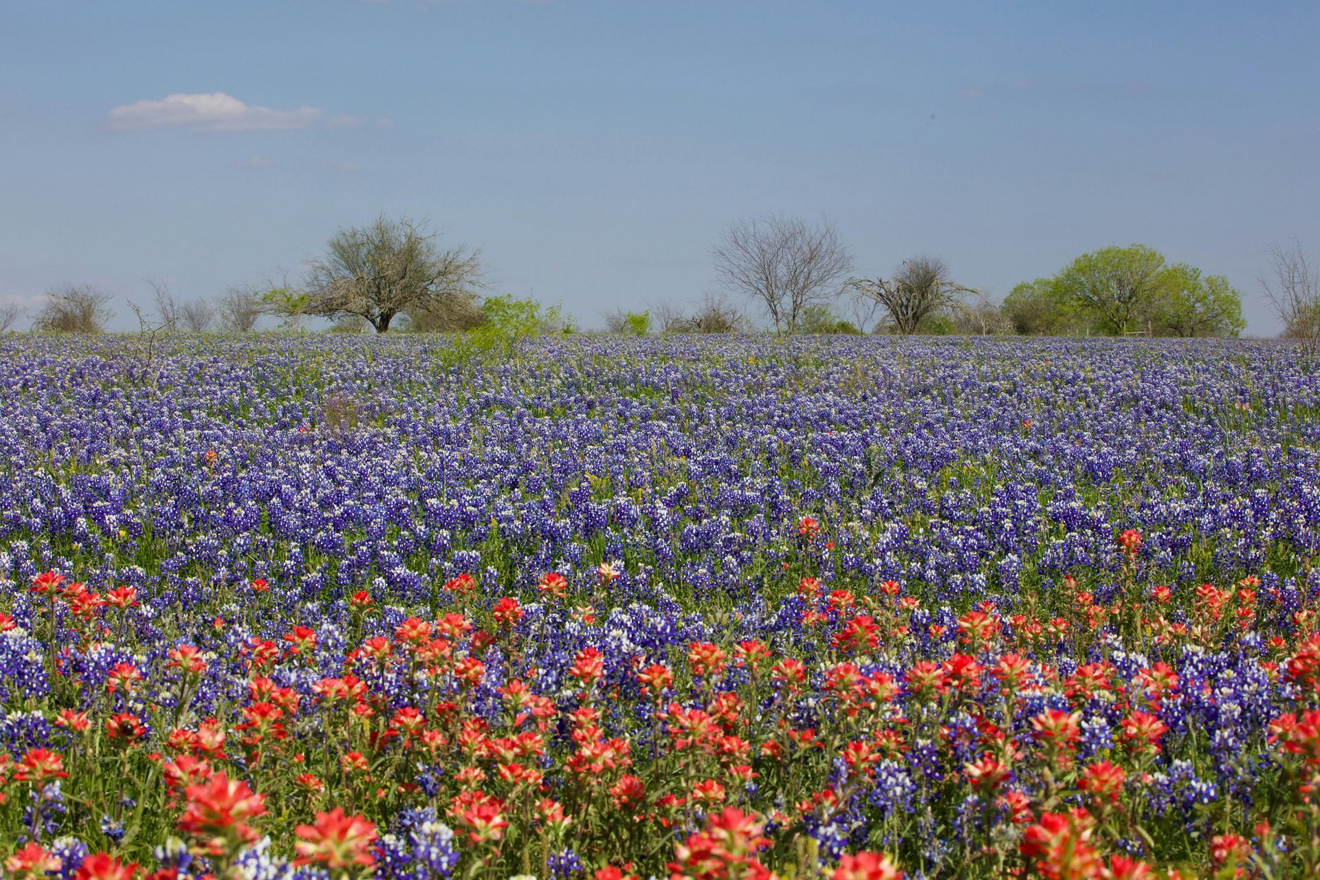 A vibrant field of bluebonnets and red Indian paintbrush wildflowers under a clear, blue sky.