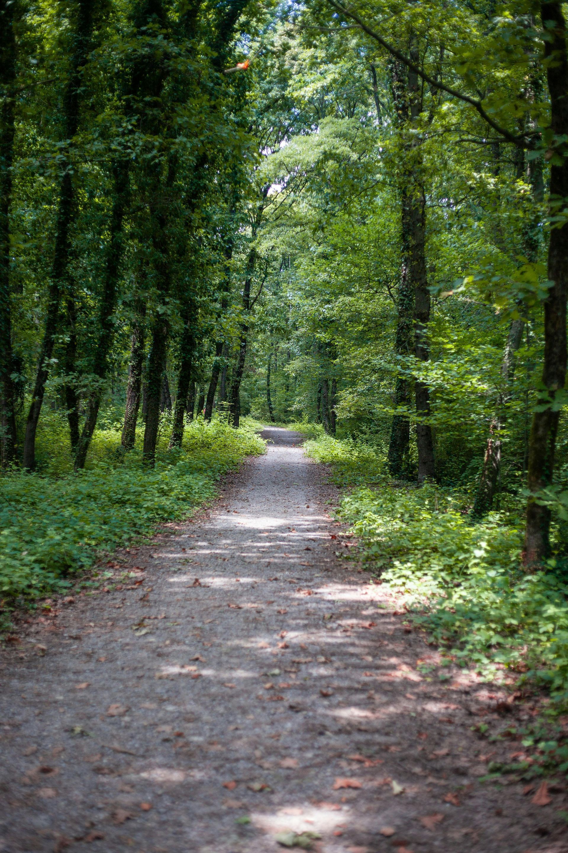 Gravel path winding through a lush green forest, sunlight dappling the ground and trees.