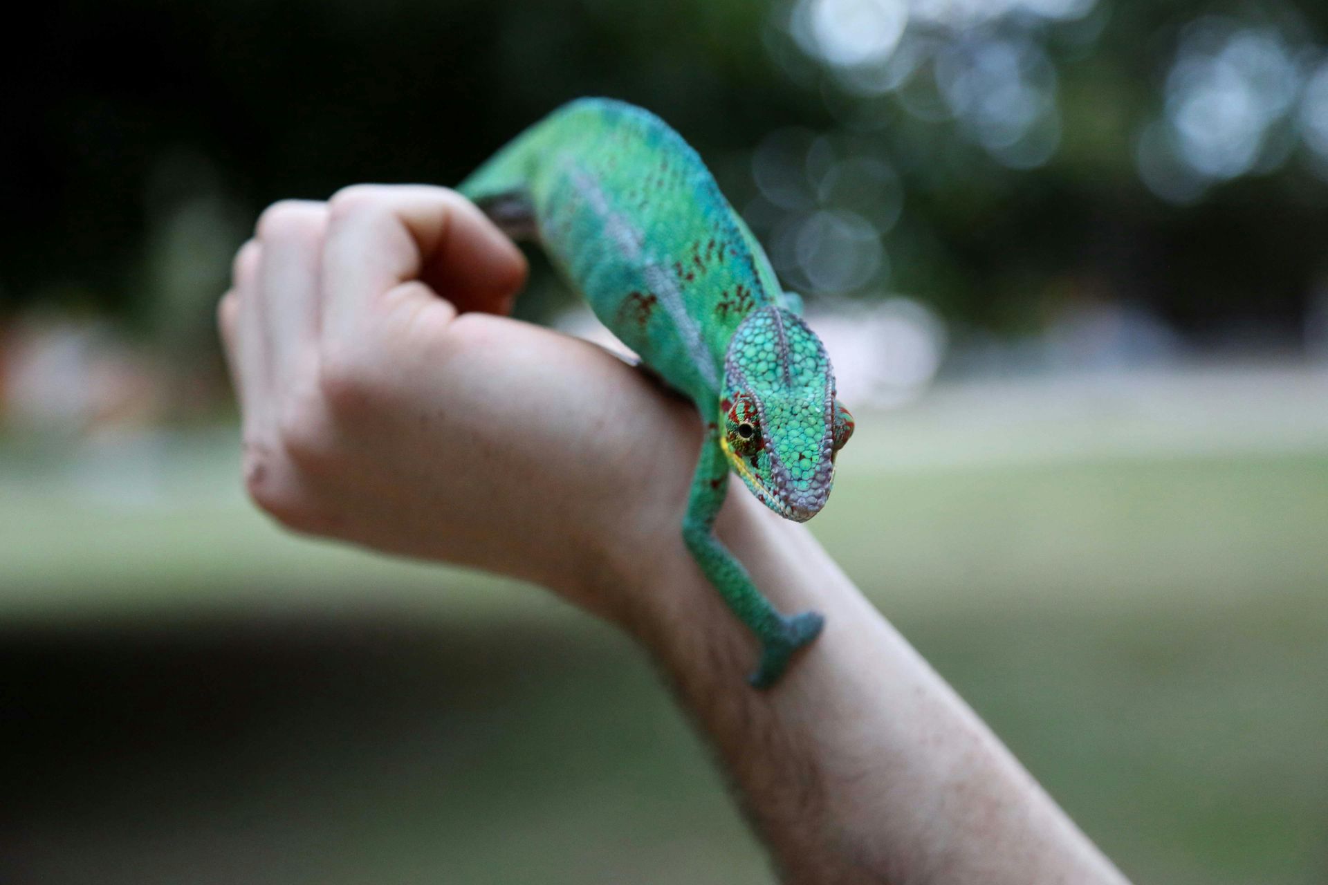 A person is holding a green chameleon on their arm.