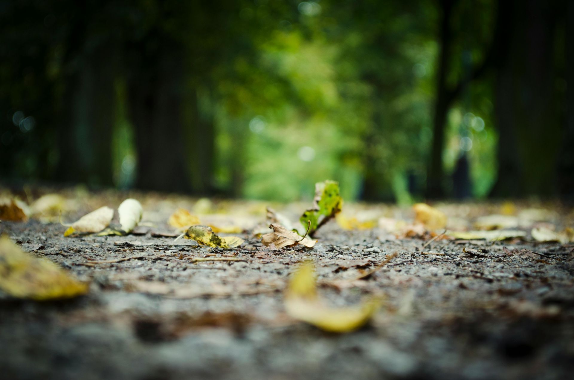 A bunch of leaves are laying on the ground in the woods.