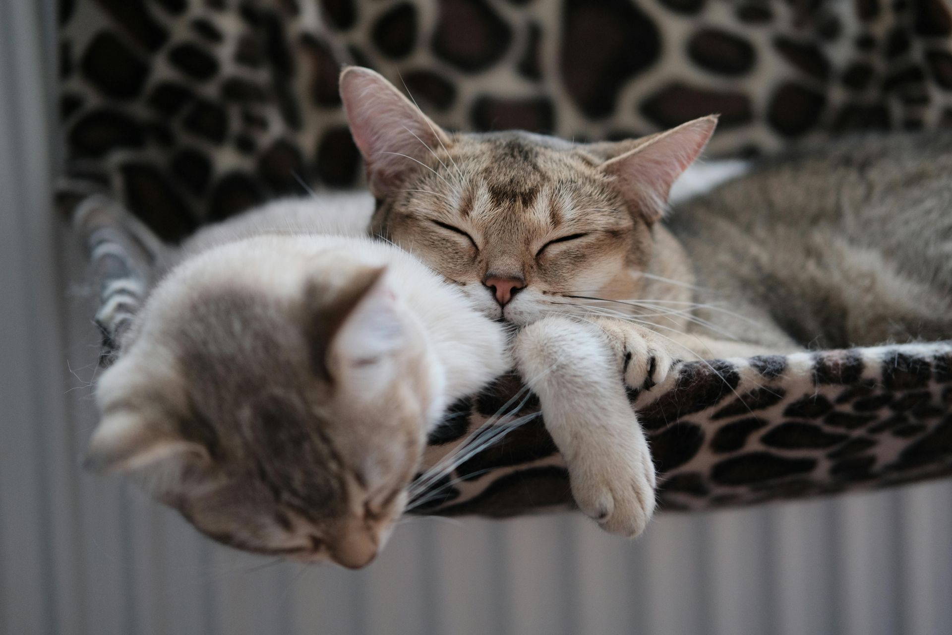Two cats are sleeping in a hammock with their eyes closed.