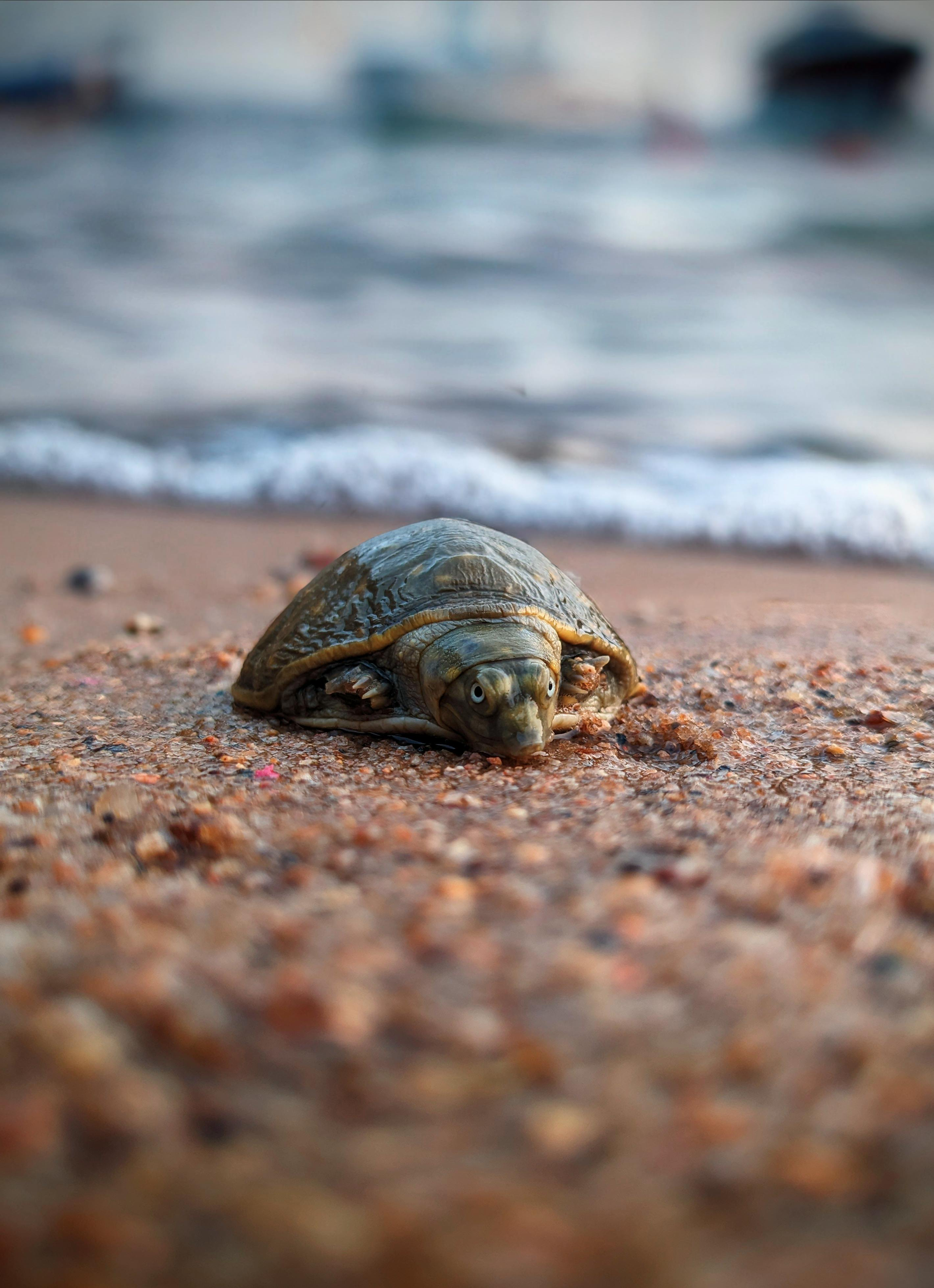 Turtle on a sandy beach, close to the water's edge.