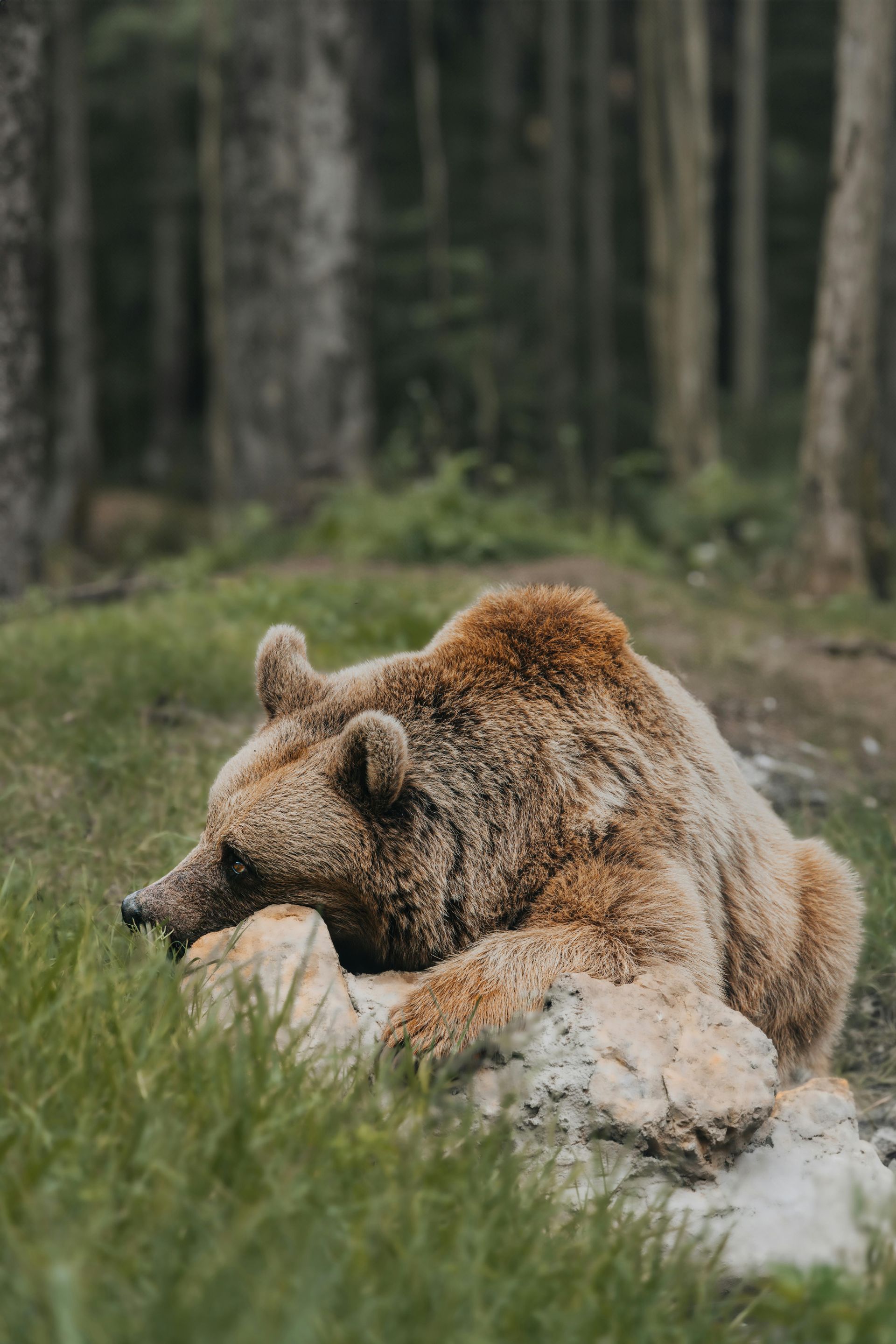 A brown bear rests its head on a large, light-colored rock in a lush, green forest.