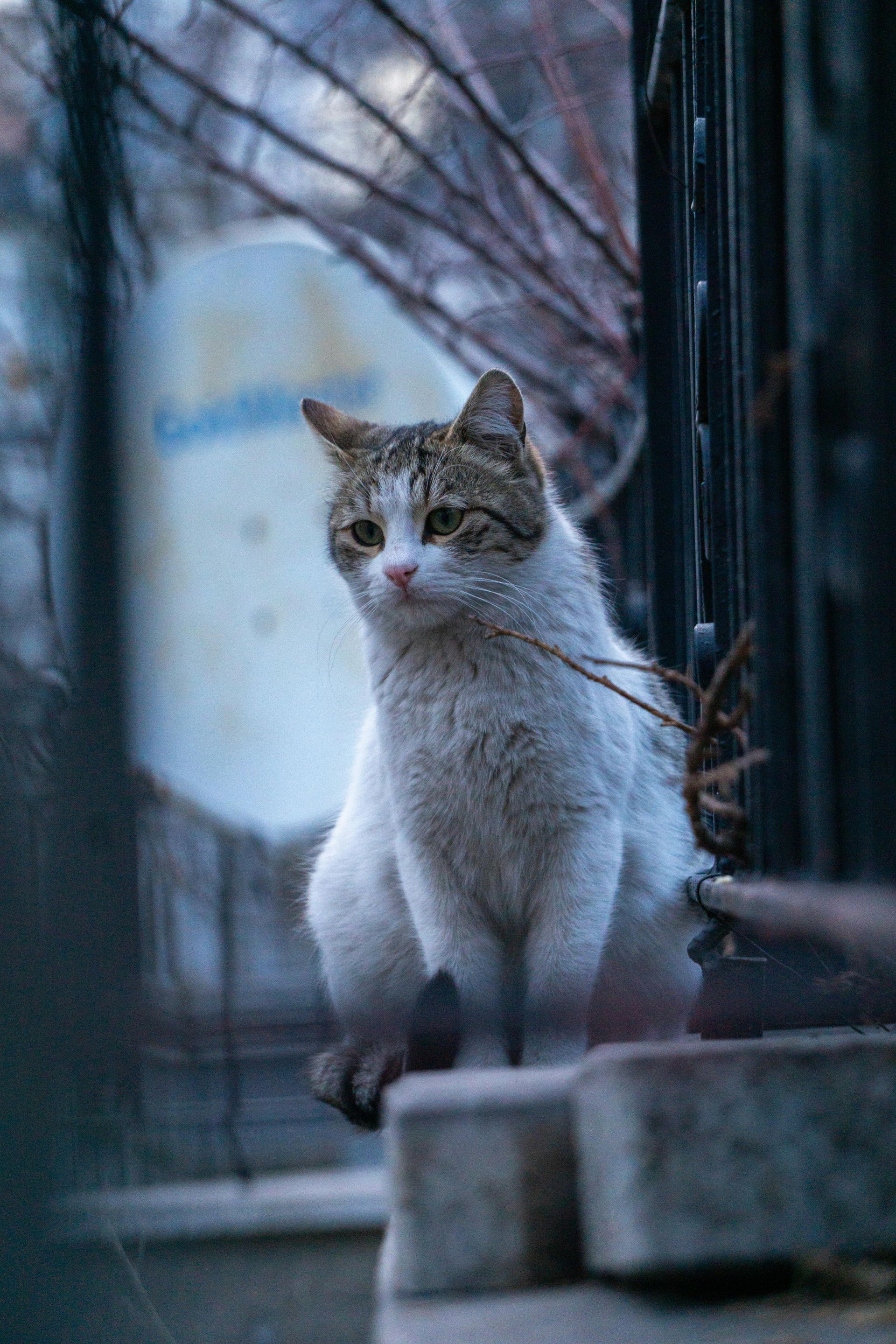 A white and brown cat is sitting on a brick wall.