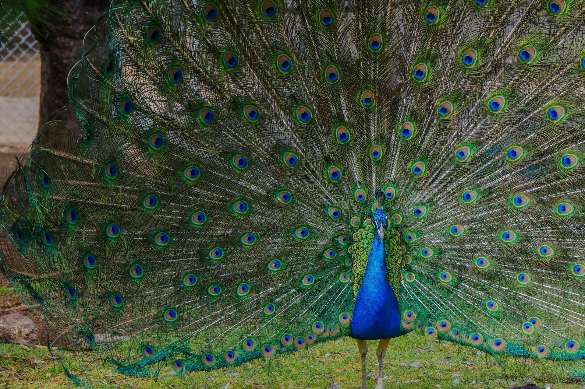 A peacock is standing in the grass with its feathers spread out.