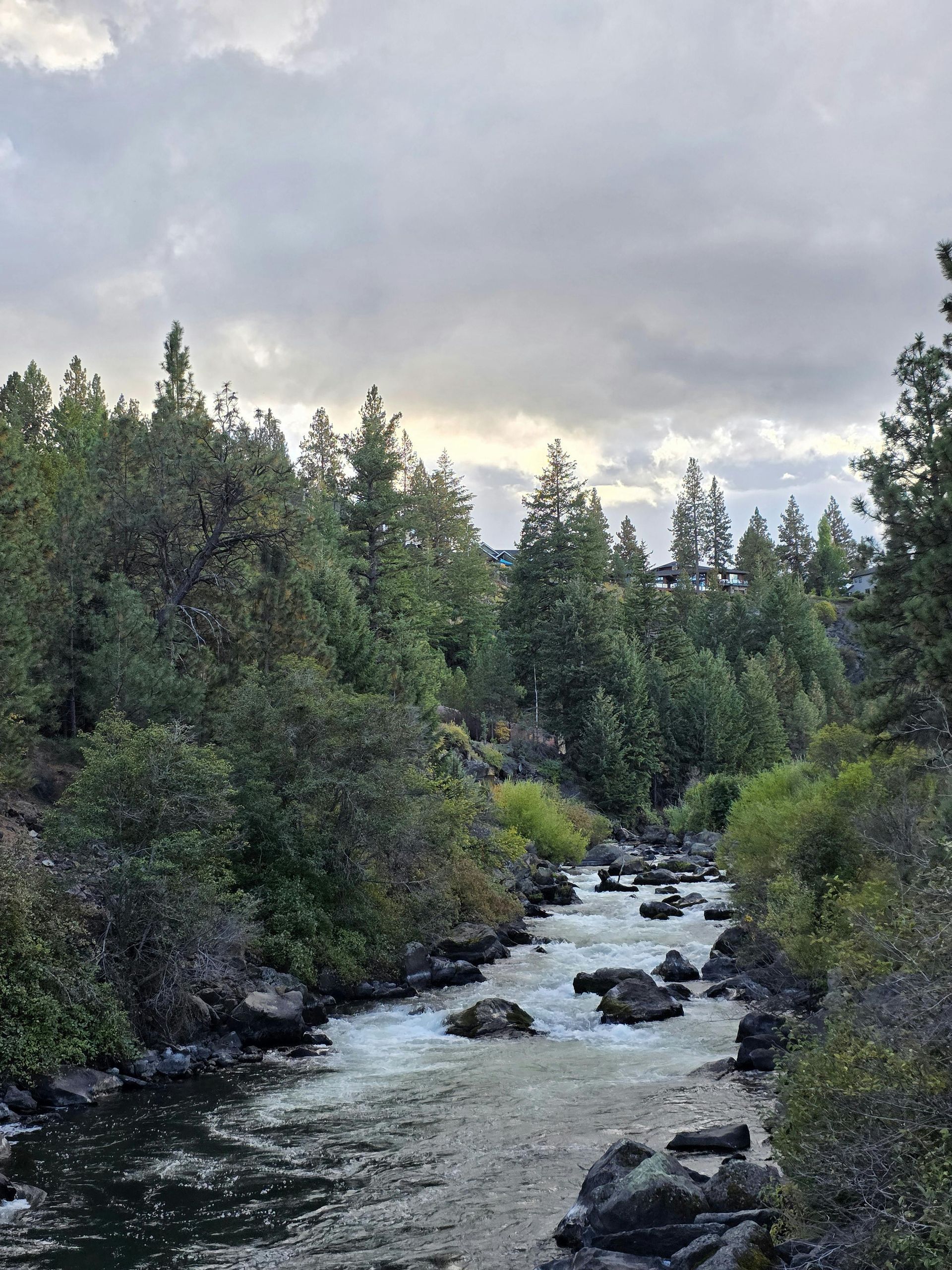 Mountain stream flowing through dense evergreen forest under a cloudy sky