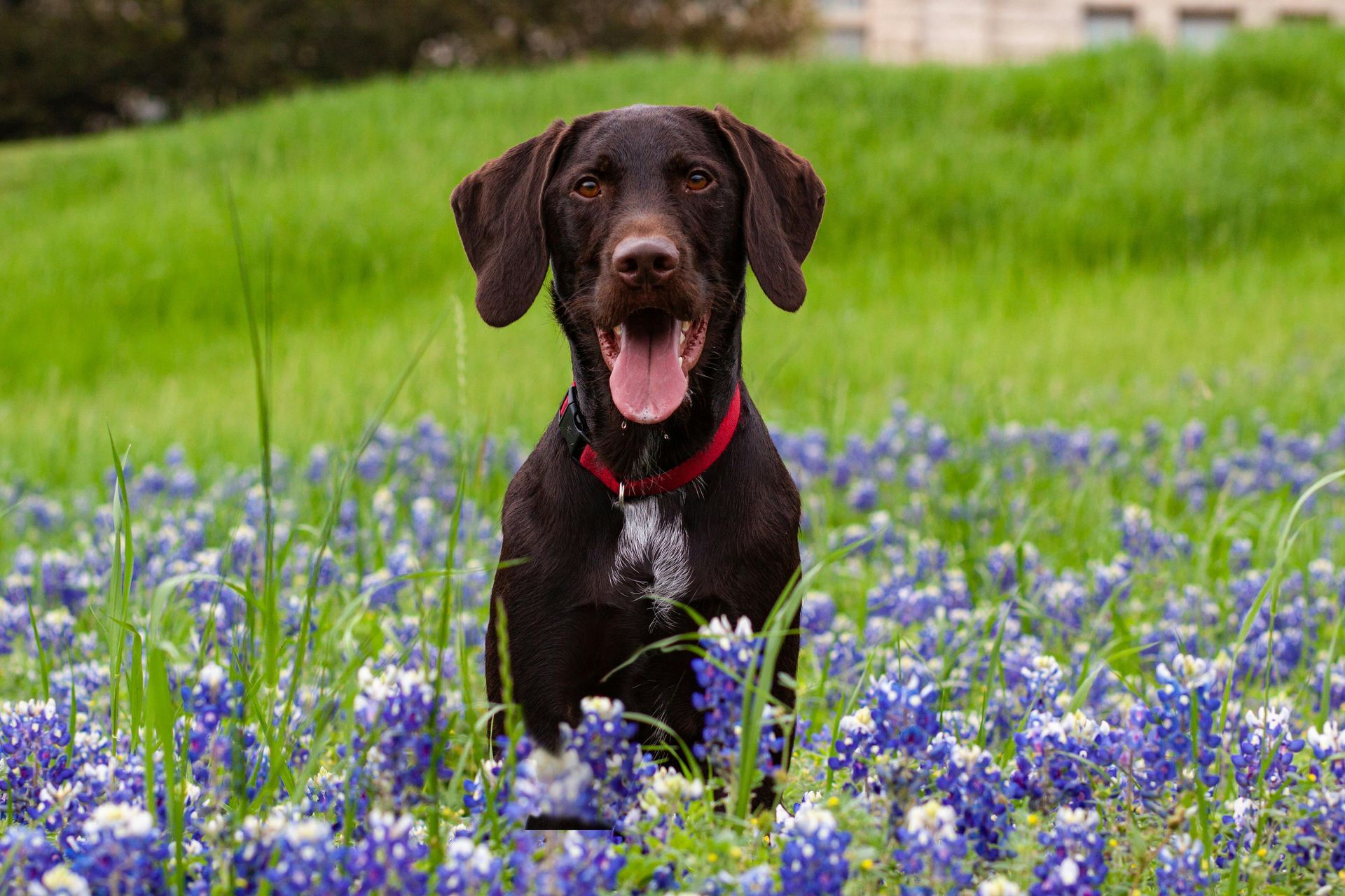 A dark brown German Shorthaired Pointer with a red collar sits in a field of bluebonnets with its tongue out.