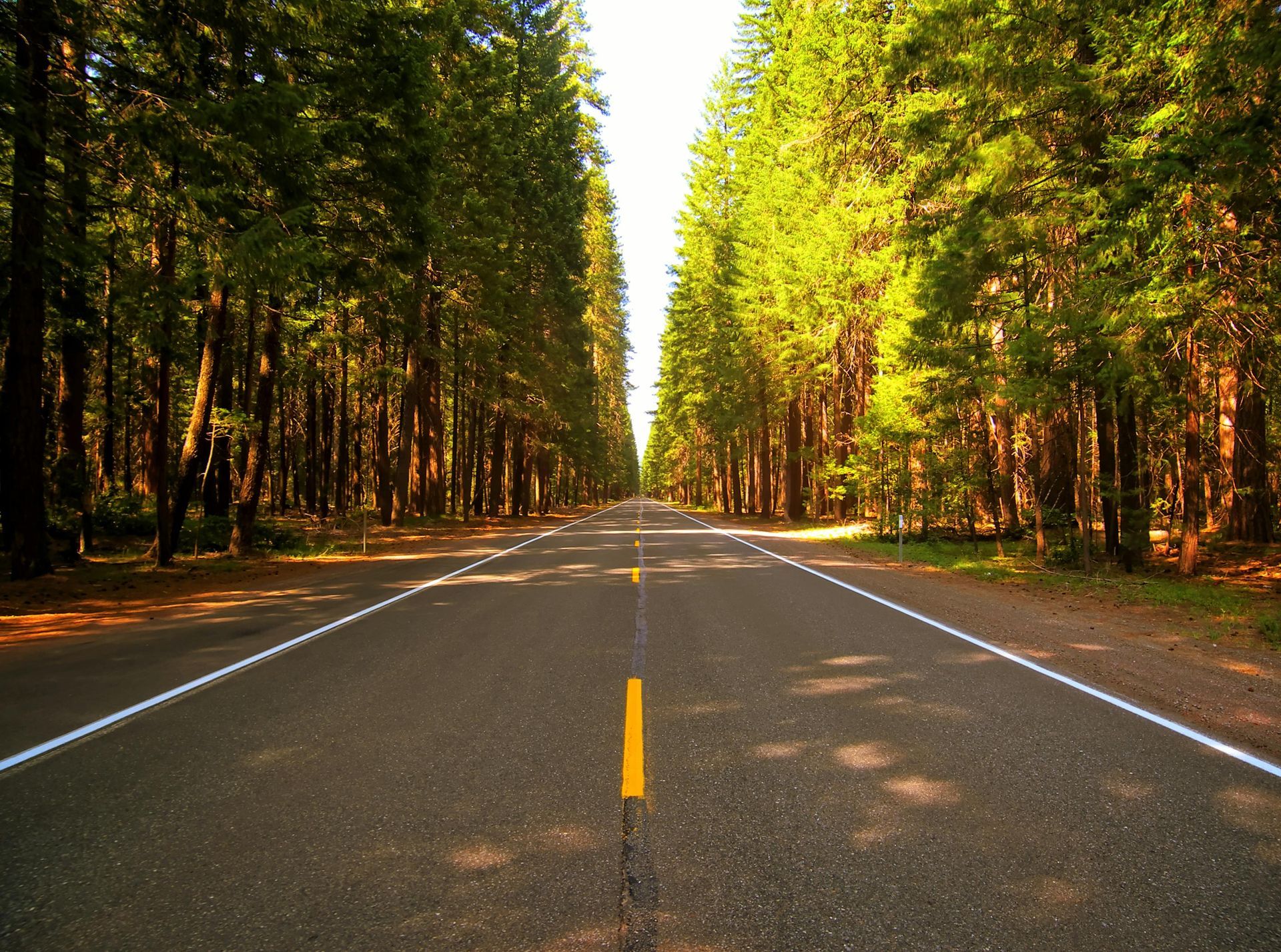 A road going through a forest with trees on both sides