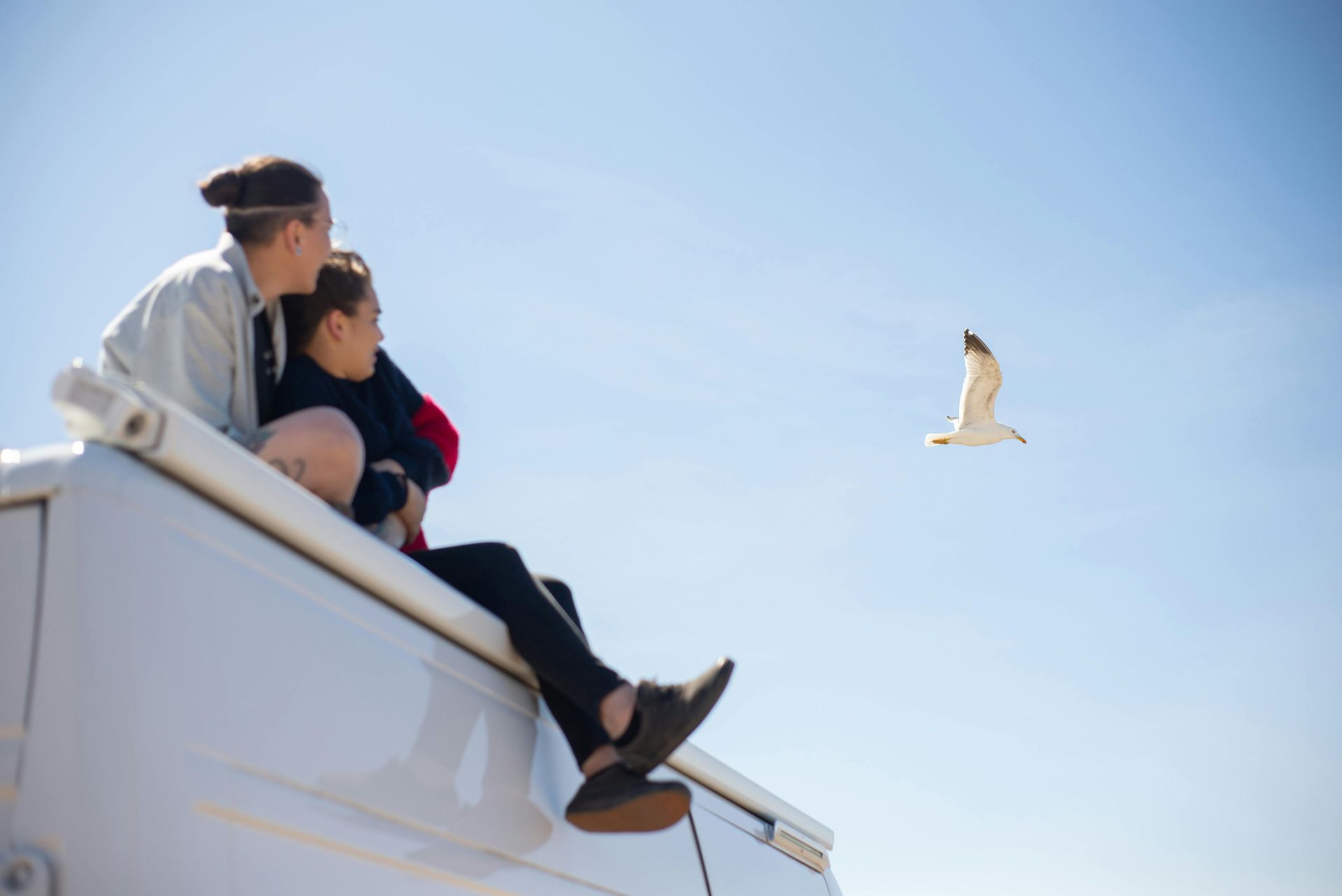 Two people are sitting on the roof of a truck looking at a seagull flying in the sky.