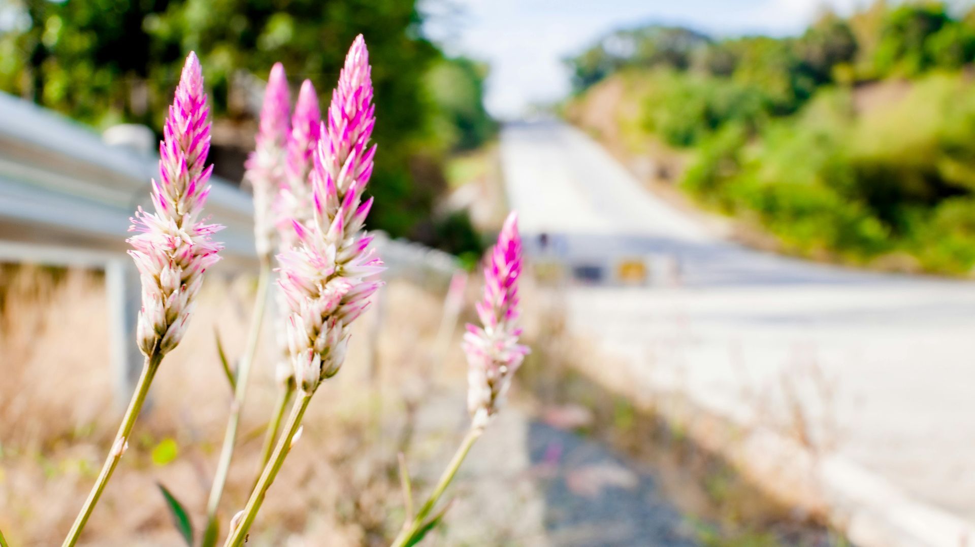 Close-up of bright pink, spiked Celosia flowers blooming along a paved roadside with a blurred hilly landscape.