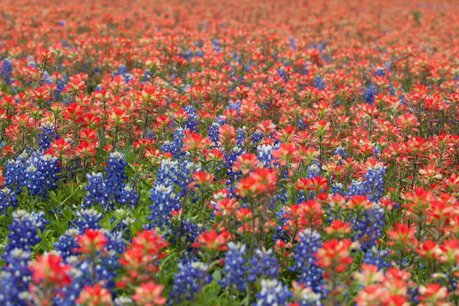 A field filled with orange Indian paintbrush and purple bluebonnet flowers under a soft, natural light.