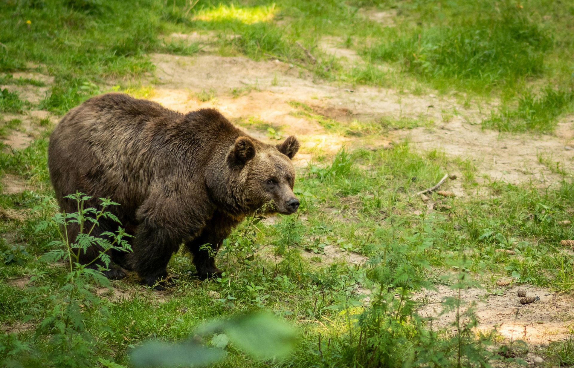 Brown bear walking through green grass and dirt in a natural outdoor setting
