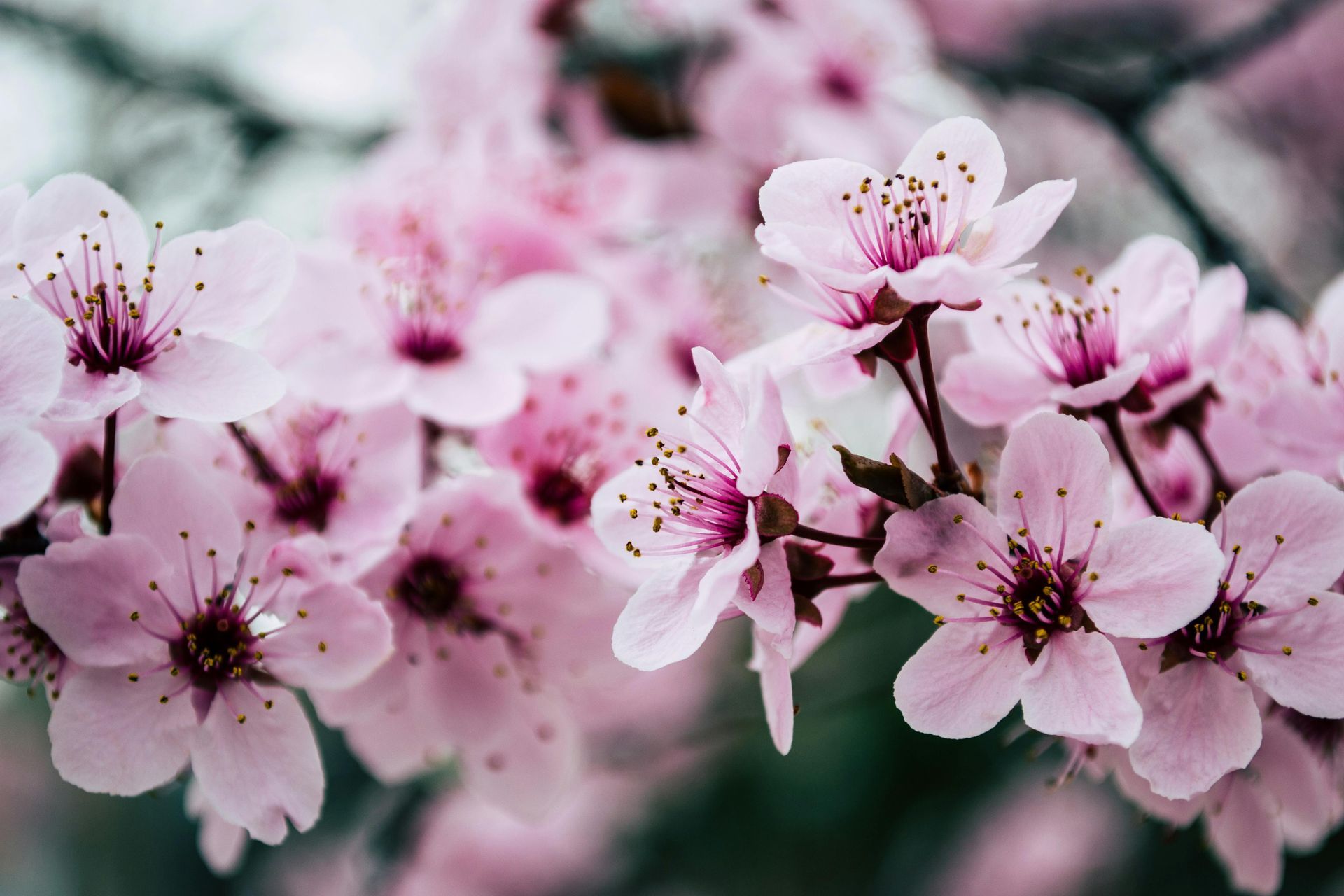 Pink cherry blossom flowers blooming on a branch.