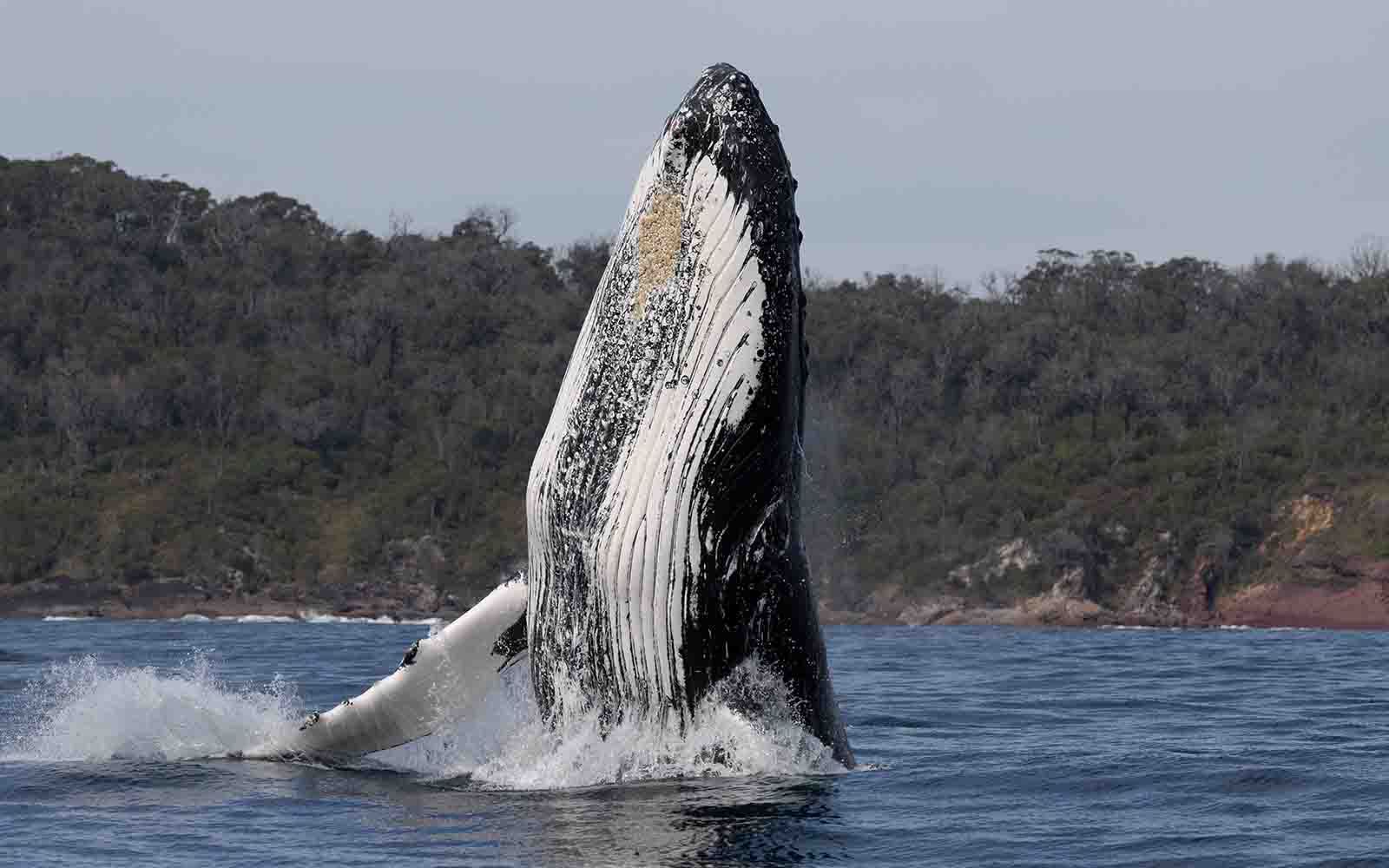 A humpback whale is jumping out of the water on Eden's coastline