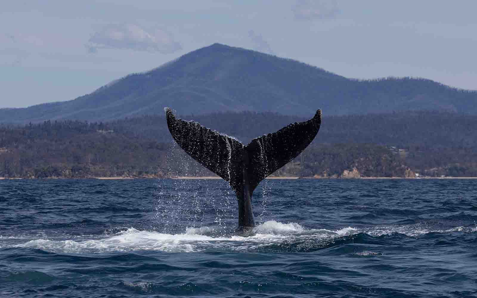 Humpback whales in Eden