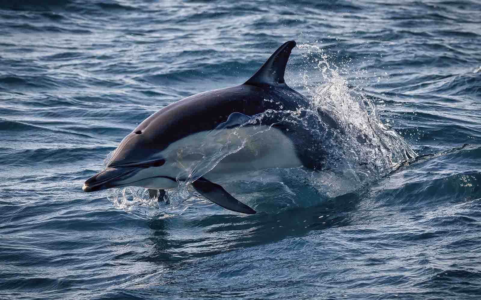 A dolphin leaping through the sapphire coast water on a wildlife cruise.