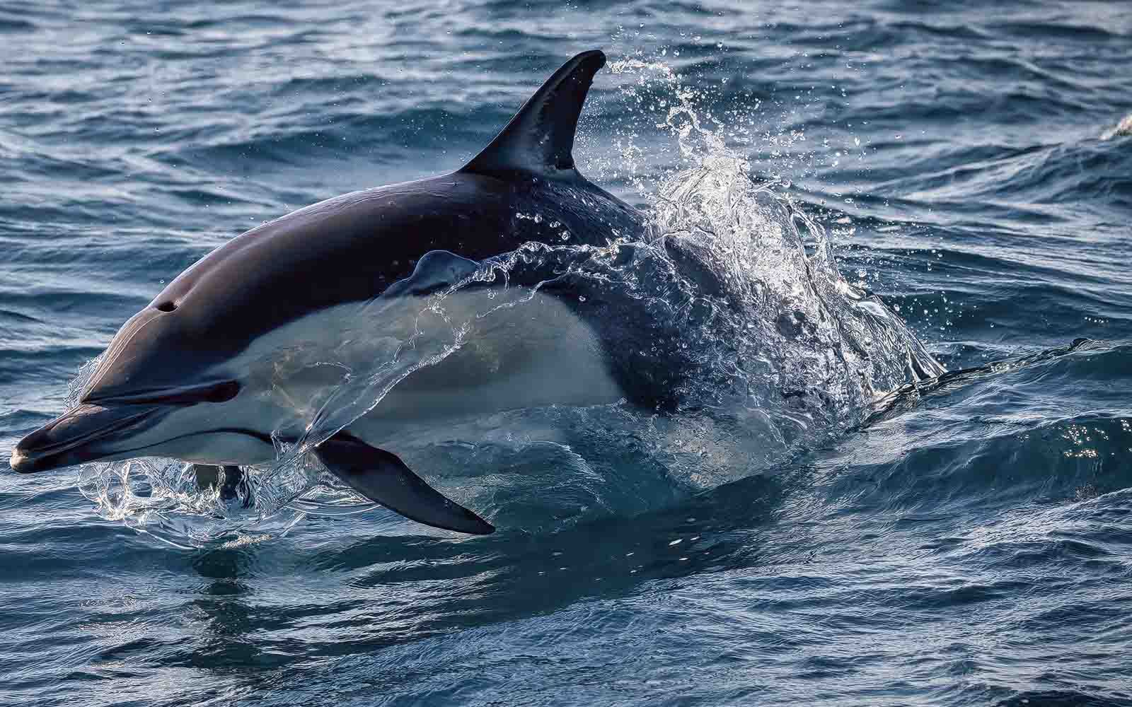 Dolphin tours in Eden, NSW