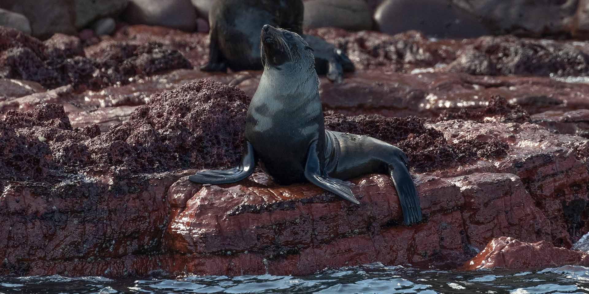 Close up photo of seals on Merimbula's wildlife tour