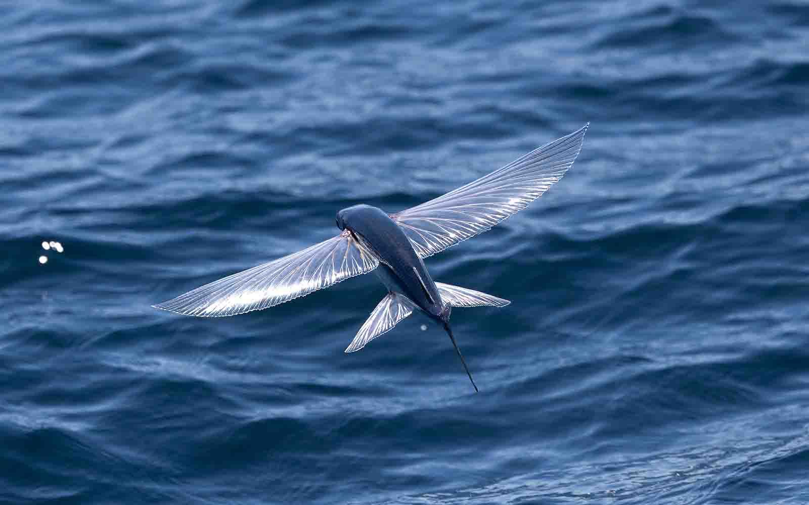 Wildlife cruise in Eden