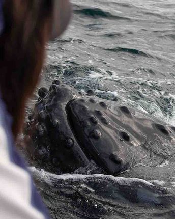 Premier whale watching cruises | Sapphire Coast, NSW