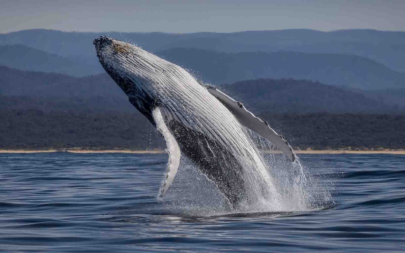 Humpback whale migration in Bermagui NSW