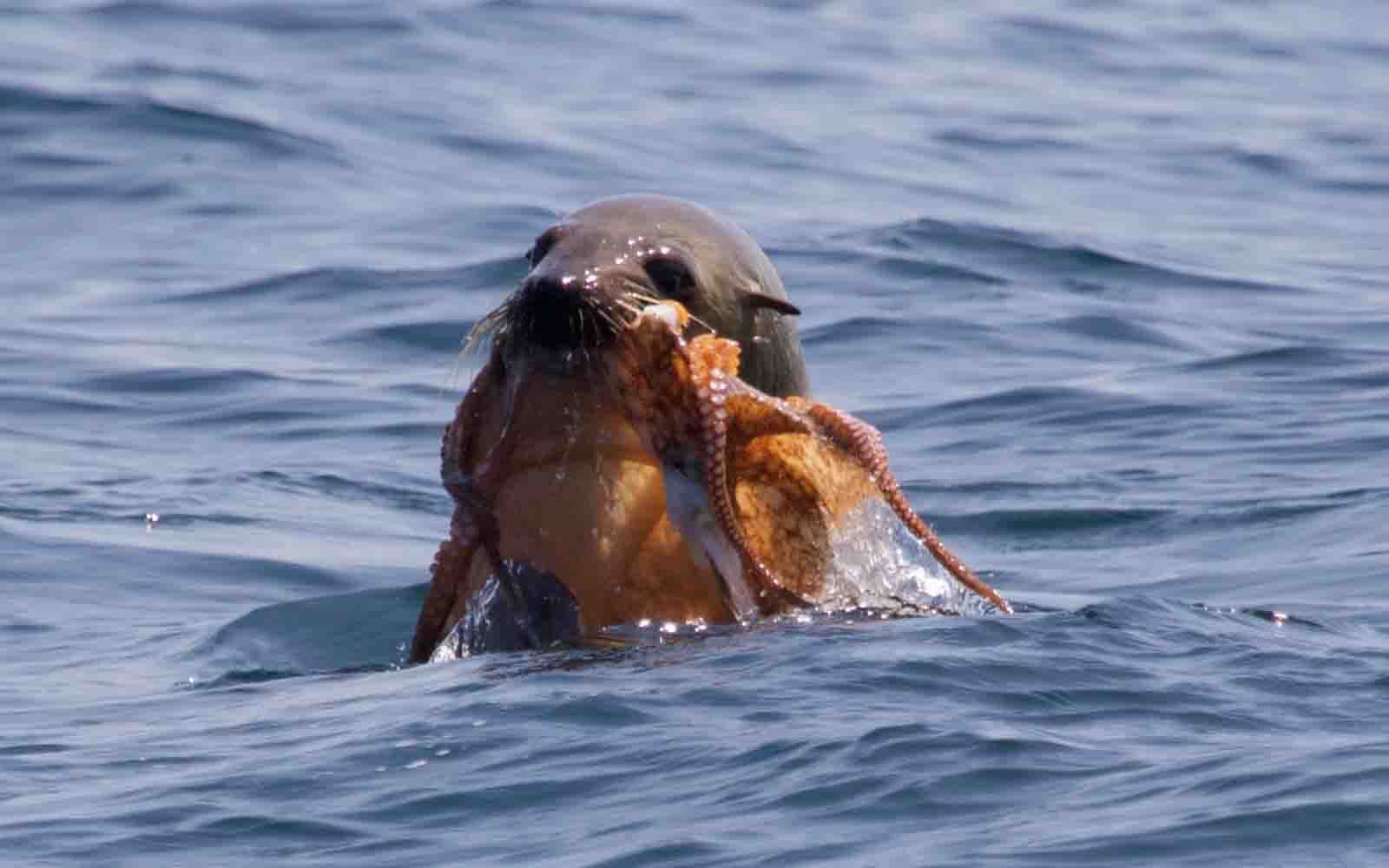 A seal is eating an octopus | Wildlife cruise in Eden