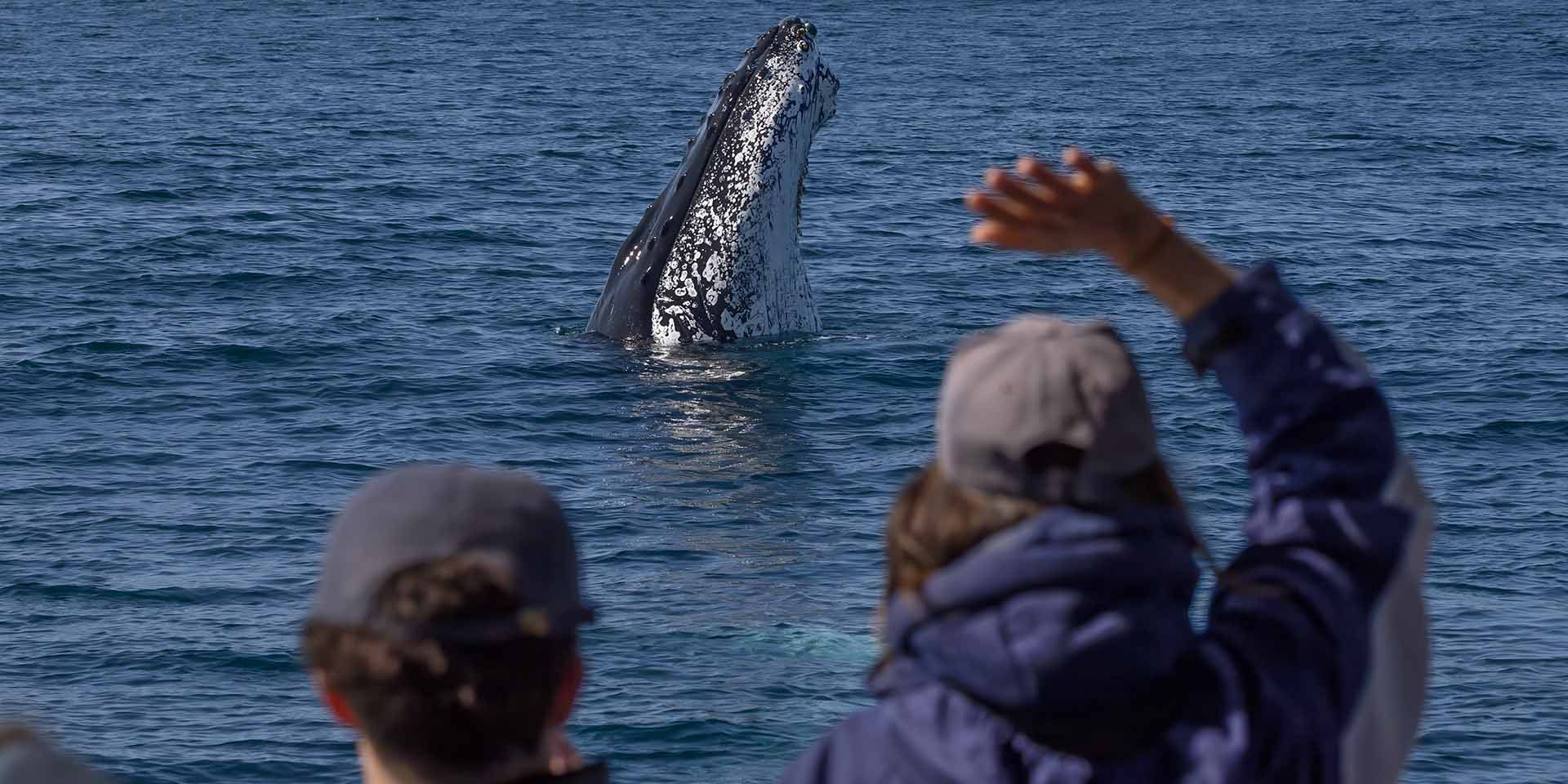 Sapphire Coastal Adventures | Eden, Merimbula, Bermagui