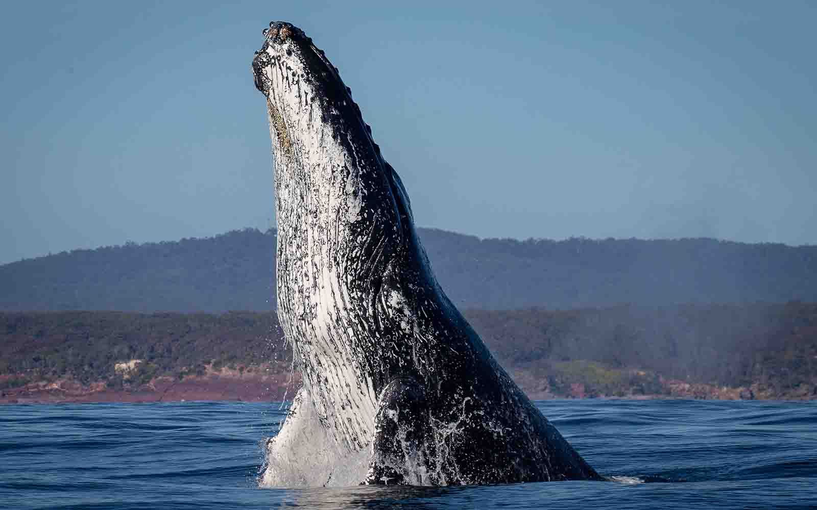 Merimbula whale watching tour | Sapphire coast, NSW