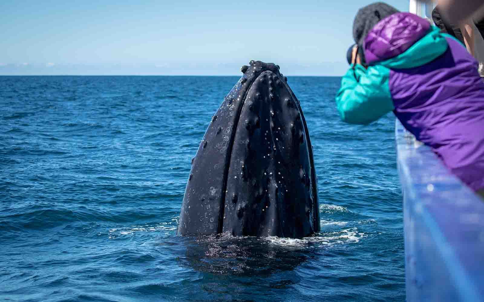 A person is taking a picture of a humpback whale in the ocean.