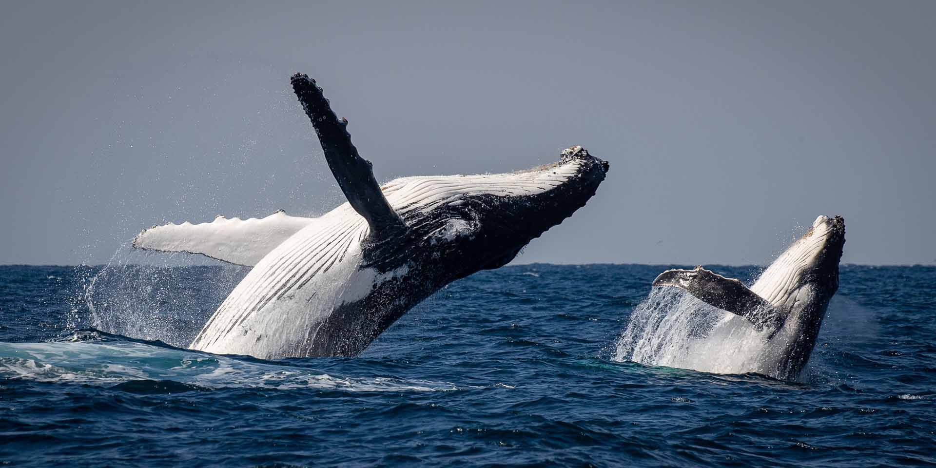 Sapphire Coastal Adventures | Bermagui NSW