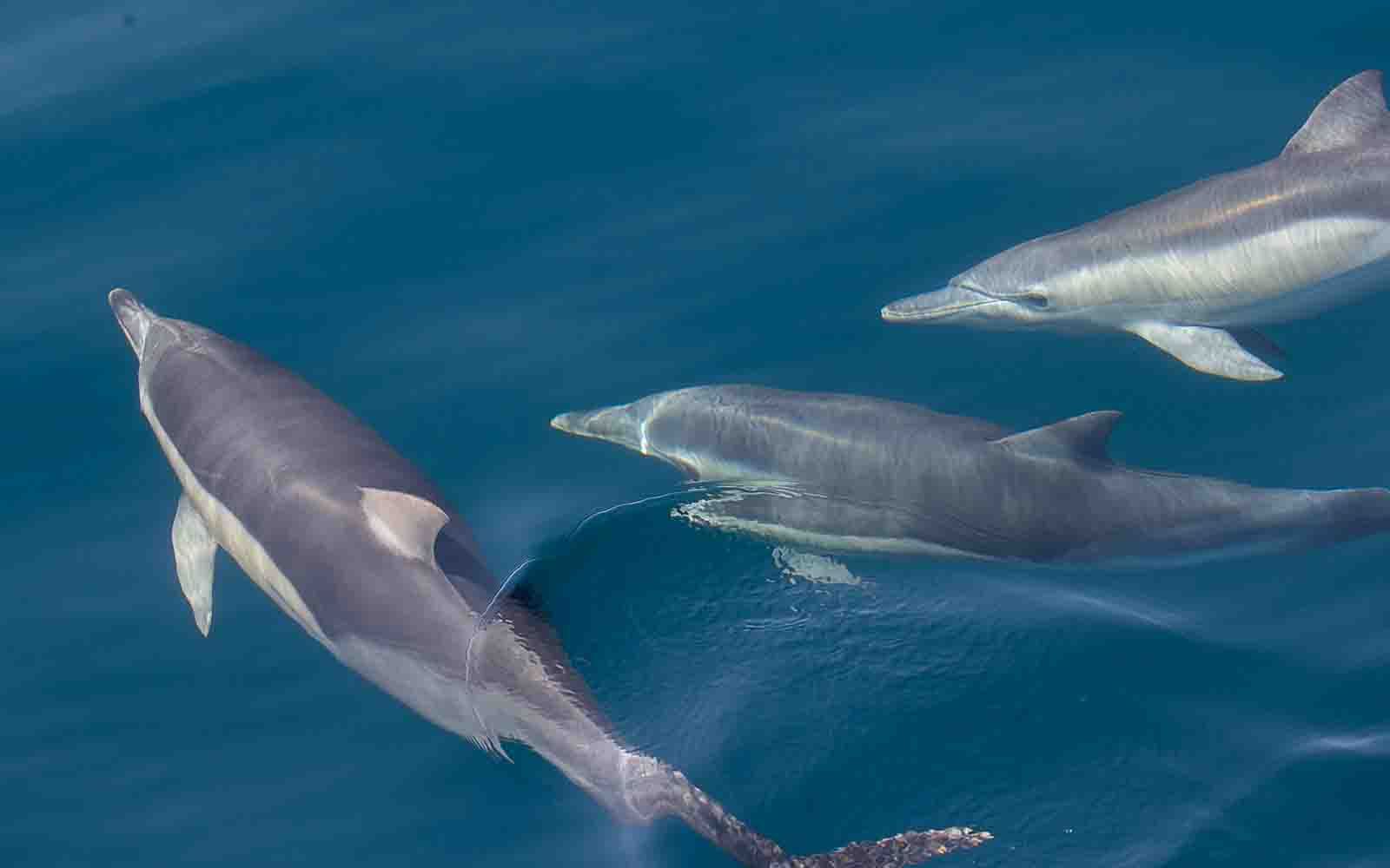 Dolphins in Merimbula