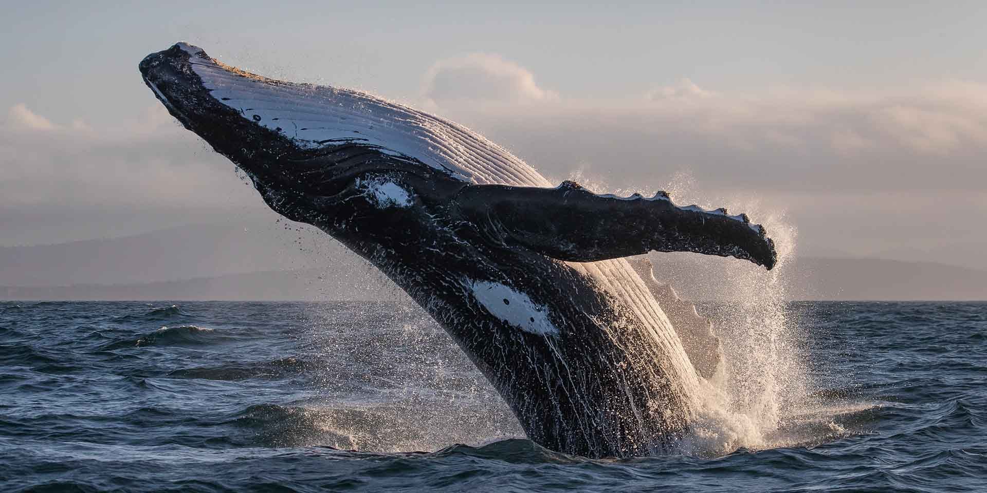 Whale Watching Tours | South Coast NSW