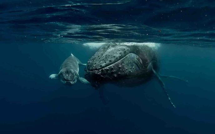 Sapphire Coastal Adventures | whale watching cruises