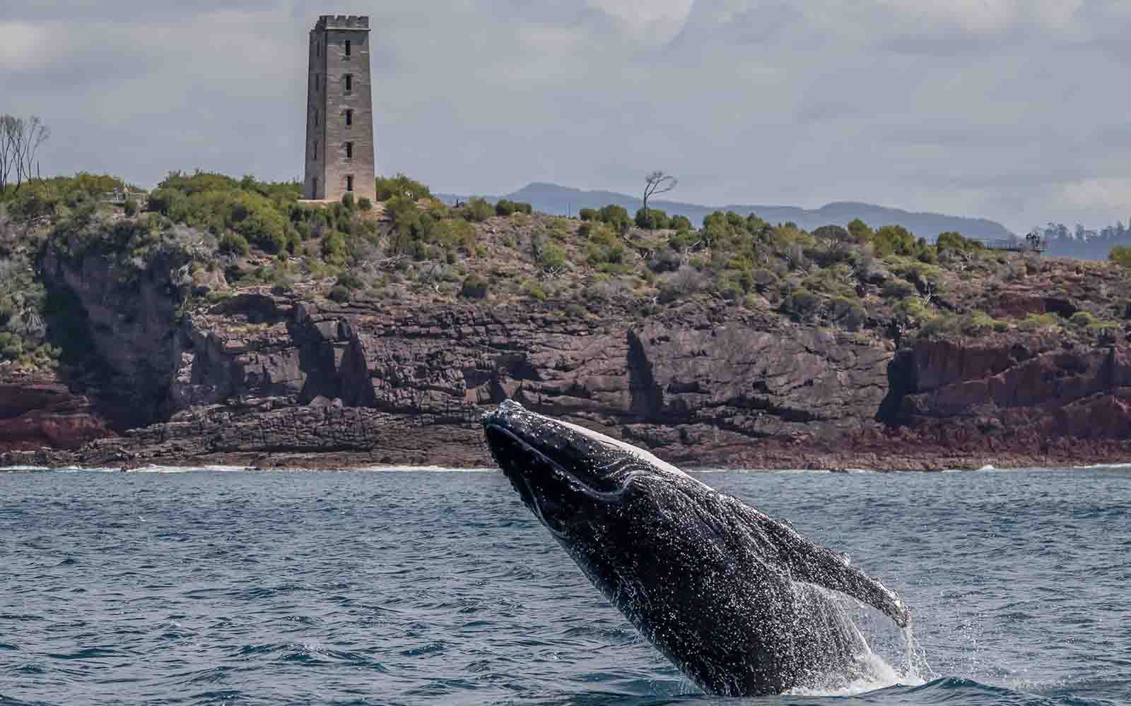 Whale watching Sapphire Coast, Eden