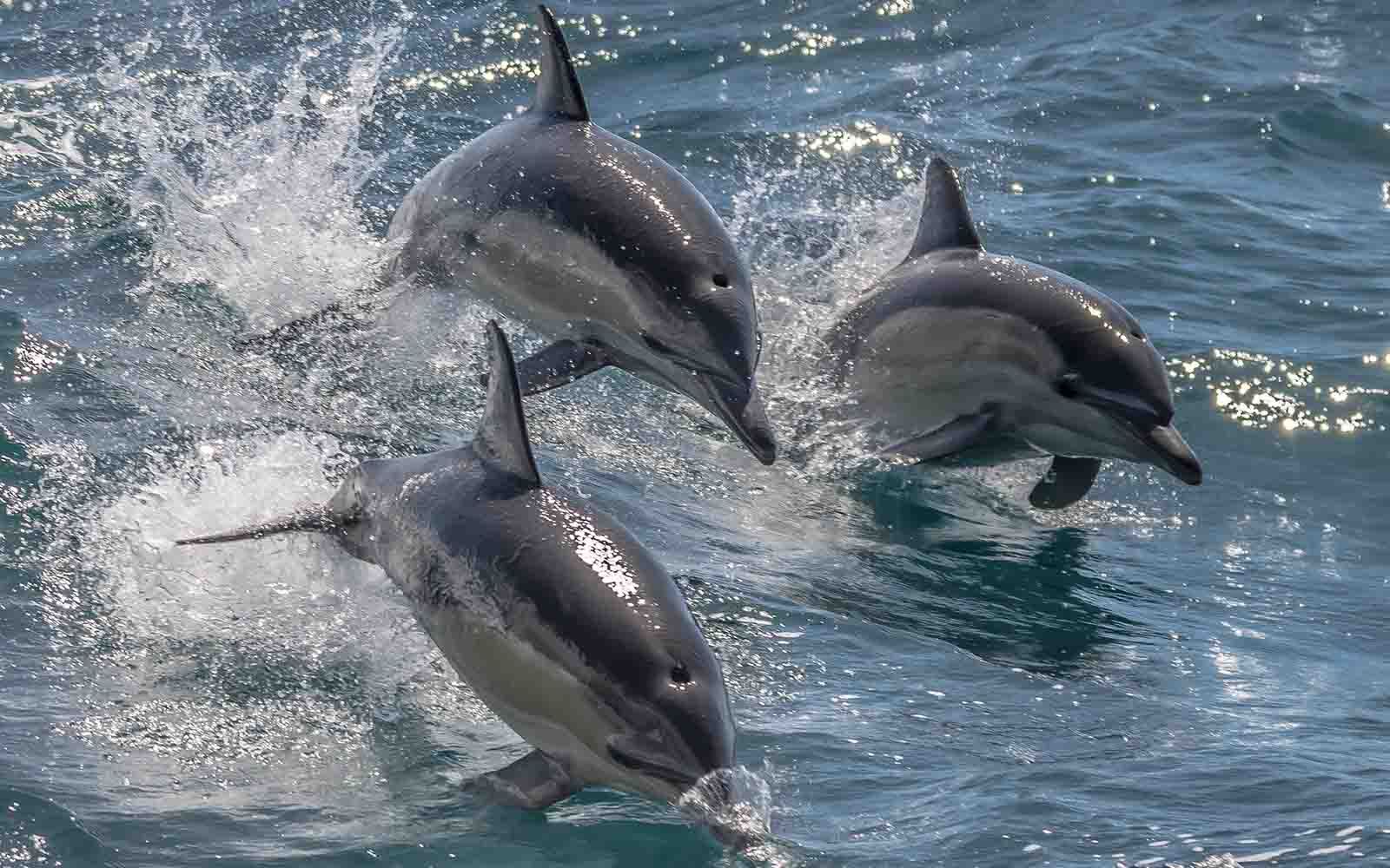 Dolphin tour in Merimbula | South Coast NSW
