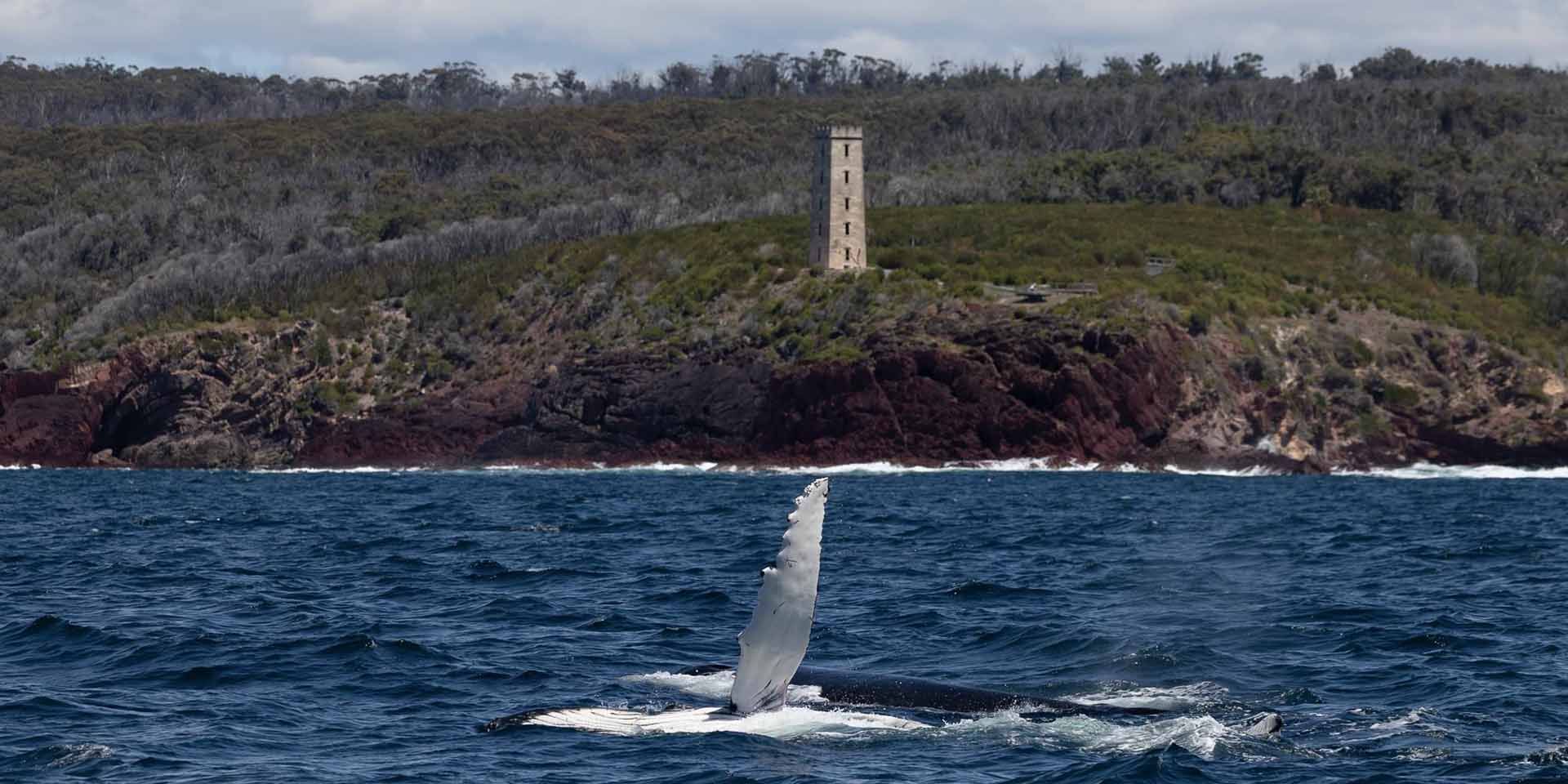 Whale Watching Cruise in Eden,  Boyds Tower in the background