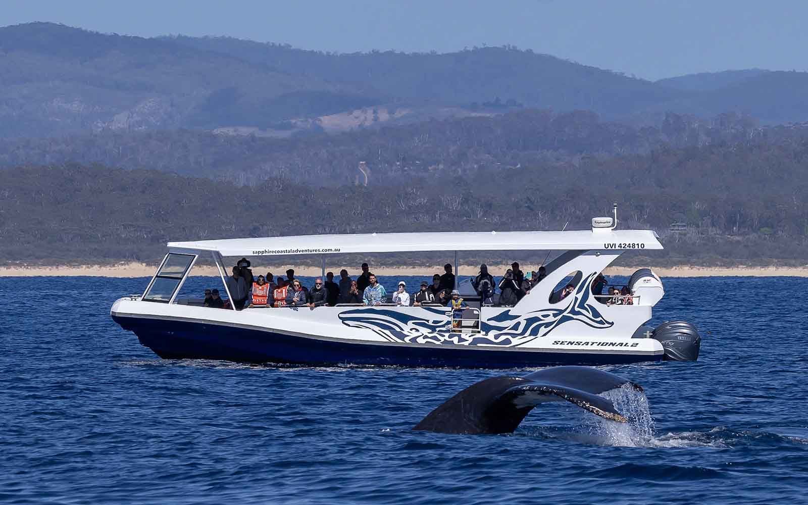 Whale watching tours in Bermagui