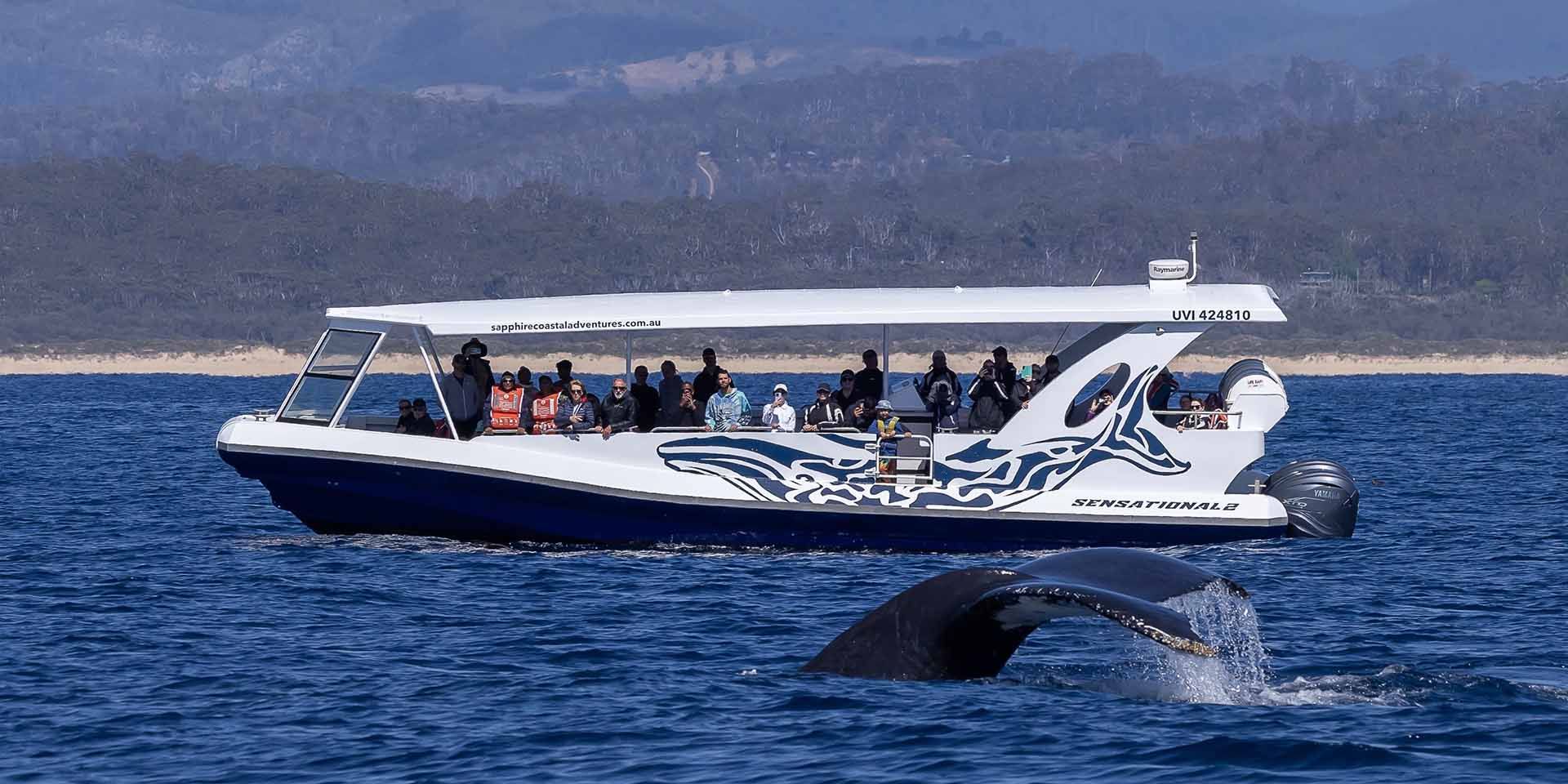 Bermagui whale watching | Sapphire Coastal Adventures