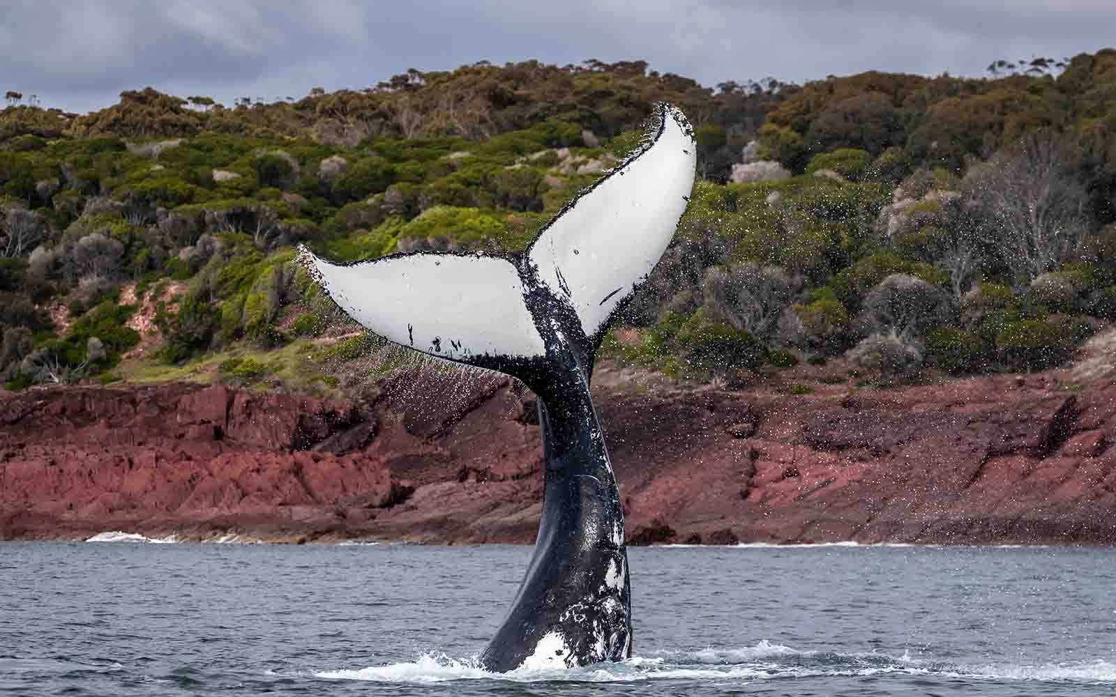 whale watching tours merimbula