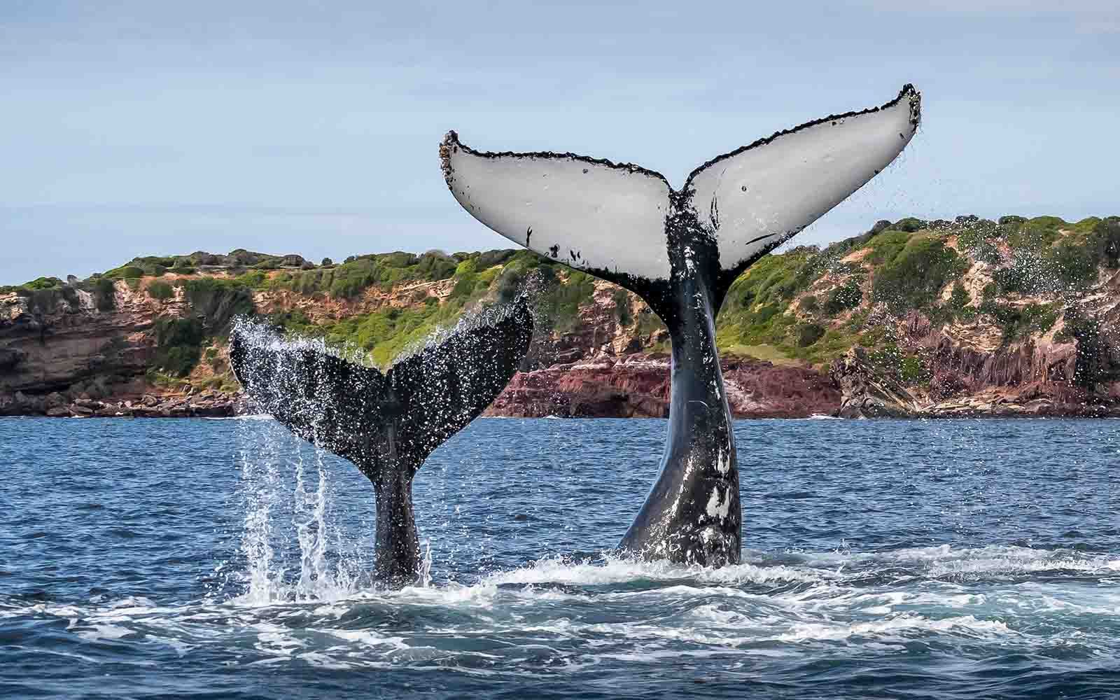 Two humpback whales are swimming in the ocean.