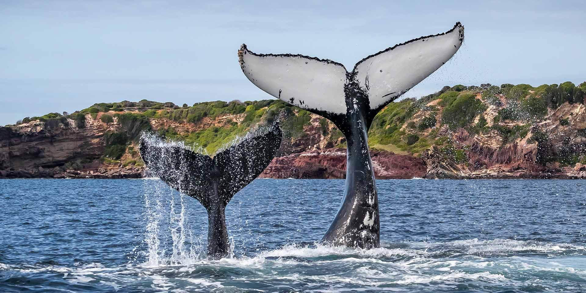 Whale watching tour | Sapphire Coastal Adventures